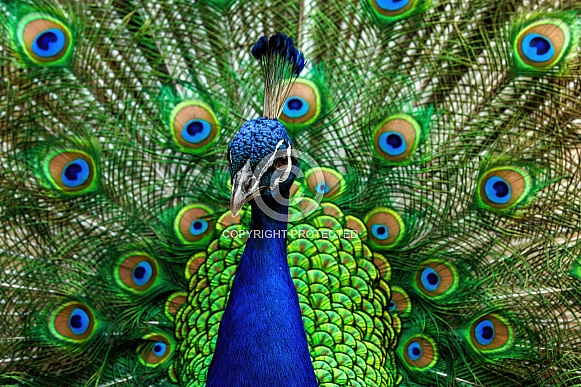 Peacock