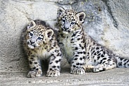 Snow leopard cubs