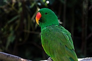 Eclectus Parrot Close Up