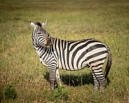 Male zebra scenting females in the meadow