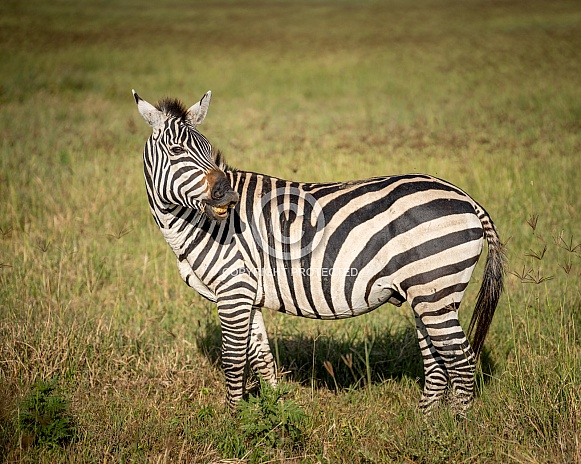 Male zebra scenting females in the meadow