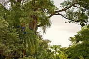 Hyacinth macaw in the nature habitat