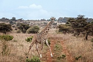 Masai Giraffe