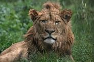 Young African Lion, close up