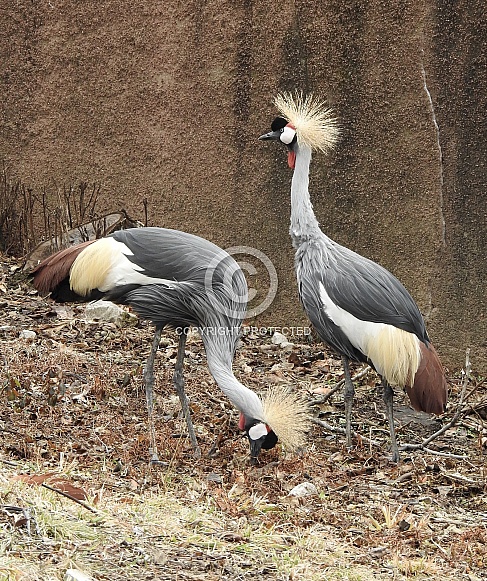Grey Crowned Crane
