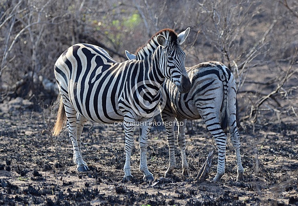 Zebras