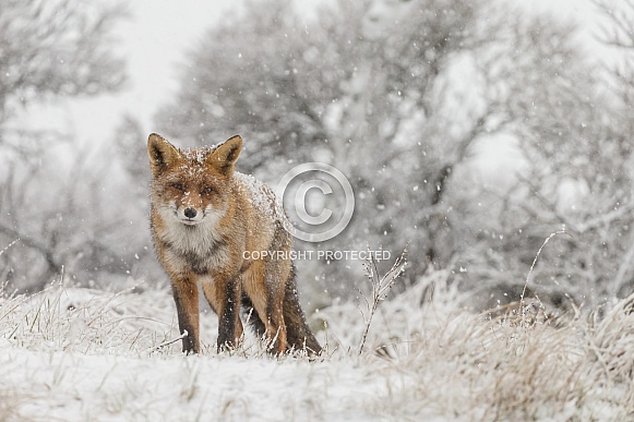 Red Fox