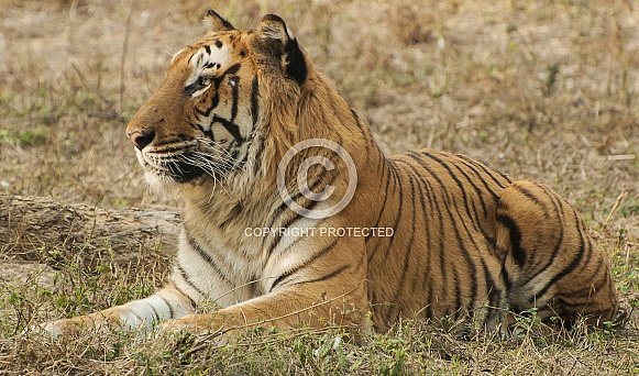 Royal Bengal Tiger