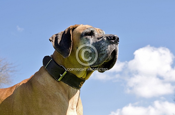 Great Dane