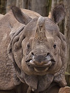 Rhino portrait