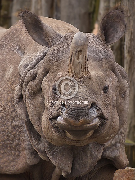 Rhino portrait Rhino portrait