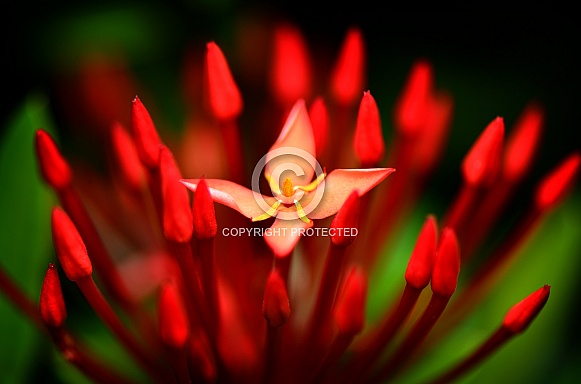 West Indian Jasmine West Indian Jasmine