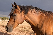 Equus caballus, horse