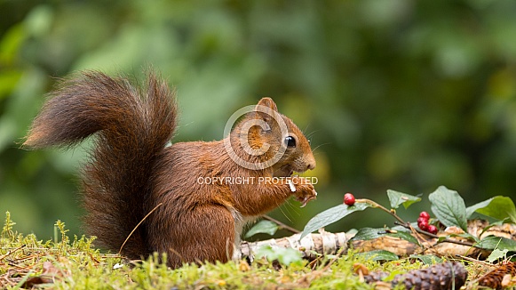 Red Squirrel Red Squirrel