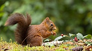 Red Squirrel
