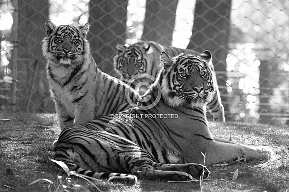 Sumatran tiger with cubs