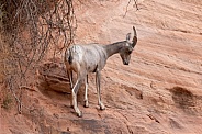 Desert Bighorn Sheep, Ovis canadensis nelsoni