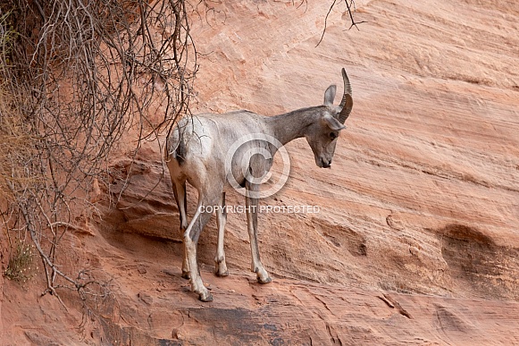 Desert Bighorn Sheep, Ovis canadensis nelsoni Desert Bighorn Sheep, Ovis canadensis nelsoni