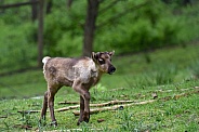 Reindeer calf