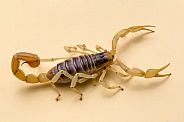Desert Giant Hairy Scorpion