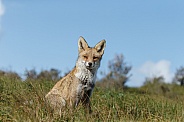 Red Fox