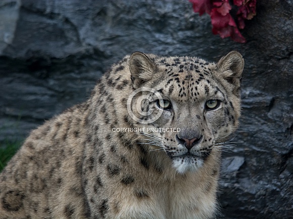 Snow Leopard
