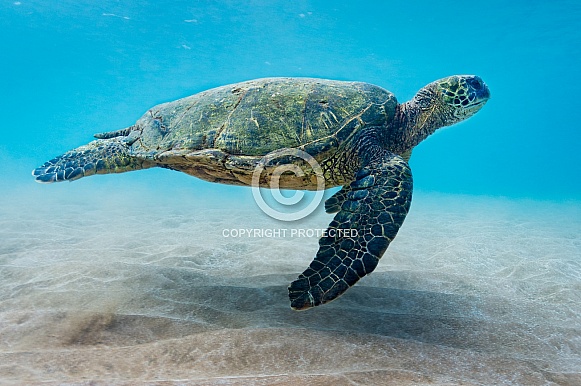 Hawaiian Green Sea Turtle