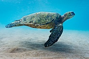 Hawaiian Green Sea Turtle