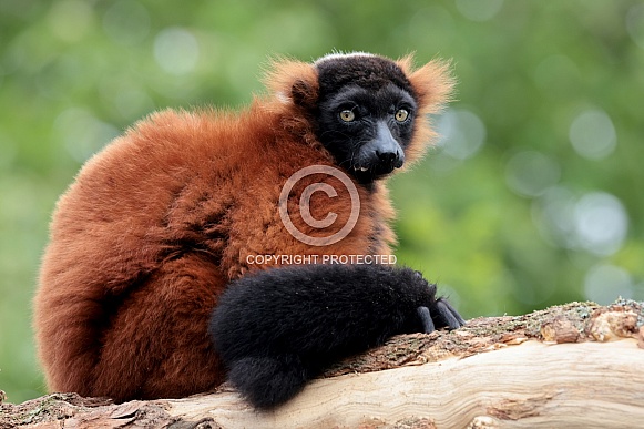 Red ruffed lemur (Varecia rubra)