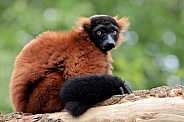 Red ruffed lemur (Varecia rubra)