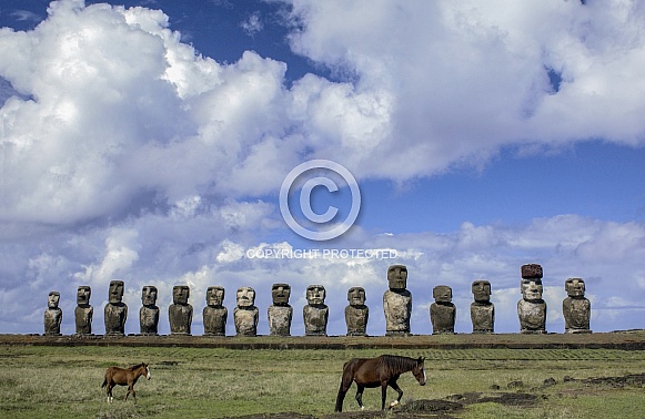 Wild Horses - Easter Island