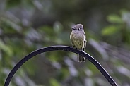 A Little Hammond's Flycatcher in Alaska