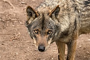 Iberian Wolf Close Up Face Shot