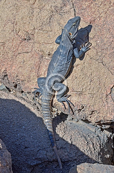 Spinytail Iguana Spinytail Iguana