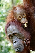 Wild mother and baby Orangutans