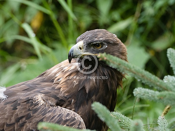 Golden eagle