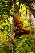 Sumatran orangutan in the jungle.