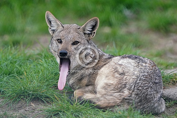 Side-Striped Jackal