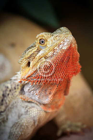 Bearded Dragon