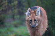 Maned Wolf