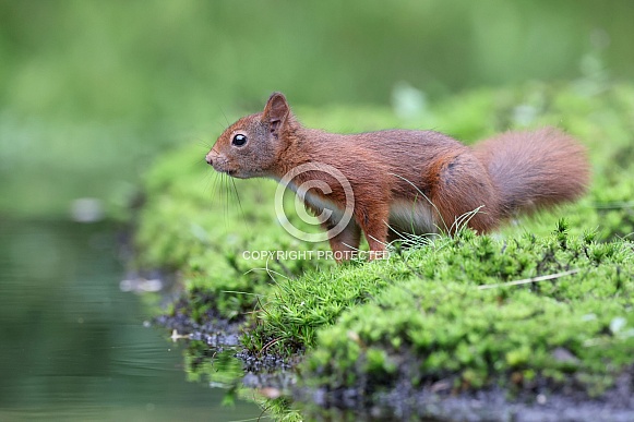 cute Eurasian red squirrel (sciurus vulgaris) in the forest