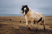 Icelandic pony on a hillside