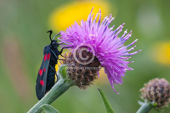 Scotch Burnet day moth Scotch Burnet day moth