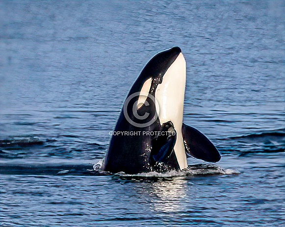 Orca Killer Whales