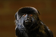 Goeldi's marmoset, or Goeldi's monkey (Callimico goeldii)