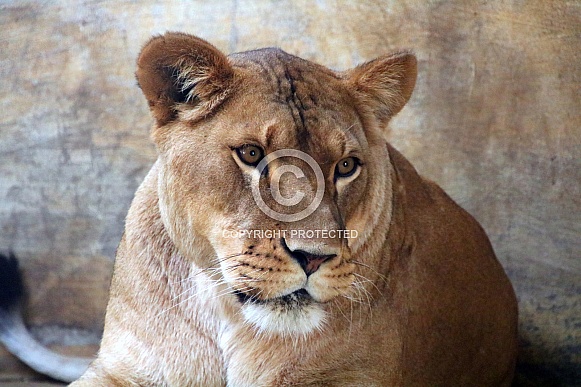 Female Lion