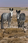 Wild donkey - Atacama salt flats - Chile