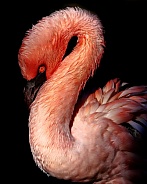 Flamingo--Curvaceous