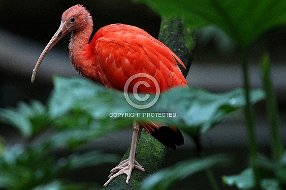 Scarlet Ibis Scarlet Ibis