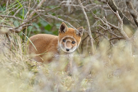 Red fox cubs Red fox cubs